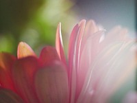 Pink gerbera. Free public domain CC0 image.