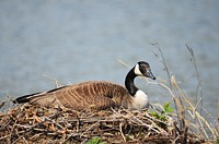 Canada goose on her nestPhoto by Tina Shaw/USFWS. Original public domain image from Flickr