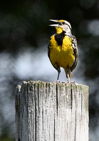 Eastern meadowlarkHave you seen any meadowlarks lately? Males are often spotted singing from perches in open areas, but will sometimes sing in flight as well!Photo by Jim Hudgins/USFWS. Original public domain image from Flickr