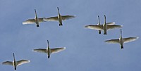 Wild Whistling Swans (Olor columbianus)