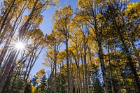 Fall color along FR 151, Hart Prairie Road, Coconino Natonal Forest, Arizona, October 4, 2017. Original public domain image from Flickr