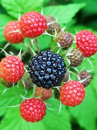 Black raspberries Rubus occidentalis
