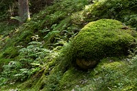 Moss-covered boulder in Gullmarsskogen ravine