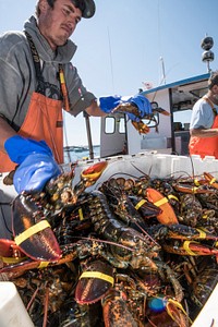 Captain David Thomas, right, and the crew of "Just a'Pluggin" offloading a haul of lobster onto the floating dock of the Cranberry Isles Fishermen's Co-op, at Islesford (of the Cranberry Isles), Maine, on July 10, 2018.