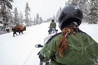 Passing a bison in the road on snowmobiles. Original public domain image from Flickr