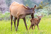 Elk cow grooming her calf. Original public domain image from Flickr