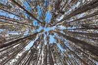 Beautiful day in the lodgepole forest. Original public domain image from Flickr