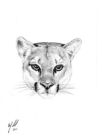 Mountain Lion Portrait. Original public domain image from Flickr