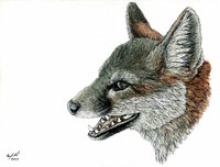 Close up of a gray fox's face drawing. Original public domain image from Flickr
