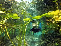 Children participate in snorkeling activities at the Alexander Springs Recreation Area, Ocala National Forest, Florida. Original public domain image from <a href="https://www.flickr.com/photos/usforestservice/41605309624/" target="_blank">Flickr</a>