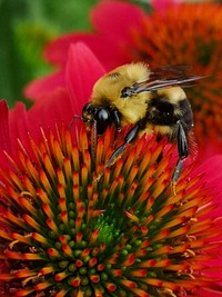 Bumblebee visiting coneflower (Echinacea 'Cheyenne Spirit').