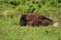 BisonPhoto by Courtney Celley/USFWS. Original public domain image from Flickr