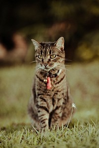 Outdoor tabby cat, animal image, free public domain CC0 photo.