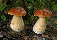 King Bolete (Boletus edulis). Original public domain image from Flickr