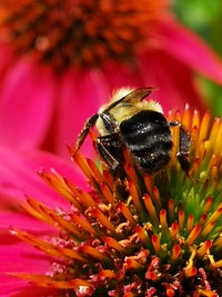 Bumblebee visiting Echinacea 'Cheyenne Spirit'