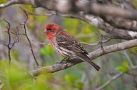 House finch perched on tree branch. Original public domain image from Flickr