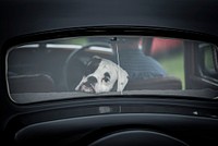 American Bulldog through a car window. Original public domain image from Flickr