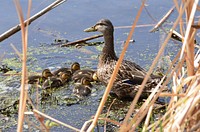 Mallard with DucklingsSix ducklings feed beside mom.Photo by Courtney Celley/USFWS. Original public domain image from Flickr