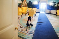 Bo, the Obama family dog, waits near a Christmas tree in the Diplomatic Reception Room of the White House, Dec. 3, 2009.