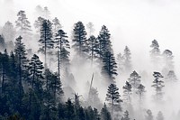 Morning misty clouds settle in East Clear Creek, Coconino National Forest, Arizona. Original public domain image from Flickr