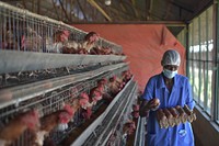 A worker at the Somali Poultry Farm in Mogadishu, Somalia, collects recently laid eggs in one of the farm's chicken coops on 15 April 2018.