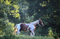 Horse in the countryside. Original public domain image from Flickr