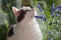 Cat and lavender. Original public domain image from Flickr