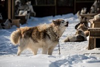 Wintergreen Dogsled Lodge's Canadian Inuit dogs, near White Iron Lake in the U.S. Department of Agriculture (USDA) Forest Service (FS) Superior National Forest (NF) Kawishiwi Ranger District area near Ely, Minnesota, on March 1, 2018.