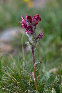 Alpine Lousewort - Pedicularis scopulorum by Jacob W. Frank. Original public domain image from Flickr