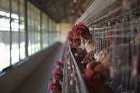 Chickens at the Somali Poultry Farm in Mogadishu, Somalia. Original public domain image from Flickr