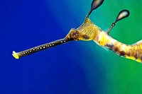 Yellow seadragon head close up. Free public domain CC0 image.