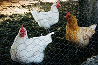 Hen behind fence. Original public domain image from Flickr