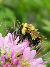 Bumblebee covered in pollen visiting cleome