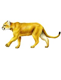 Walking mountain lion colored pencil drawing. Original public domain image from Flickr