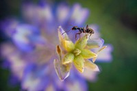 An ant makes its way across the leaves of a Lupine wildflower near Delmoe Lake in Beaverhead-Deerlodge National Forest.