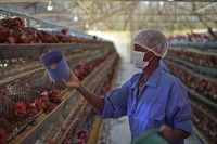 A worker at the Somali Poultry Farm in Mogadishu, Somalia, fills up a trough with feed in one of the farm's chicken coops on 15 April 2018.