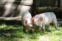 Pigs on Mountain Farm. Original public domain image from Flickr