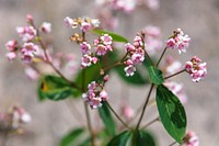 Spreading dogbane. Original public domain image from Flickr