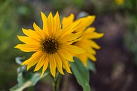 Late summer blooms in the O'Leary Peak and Sunset Crater Volcano area of Coconino National Forest, Arizona, August 23, 2017.