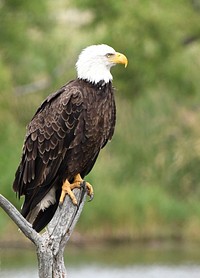 American Bald Eagle in East Lansing Michigan. We spotted this American bald eagle near our office in East Lansing, Michigan. Original public domain image from Flickr