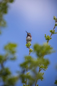 Calliope Hummingbird. Original public domain image from <a href="https://www.flickr.com/photos/glaciernps/43027427865/" target="_blank" rel="noopener noreferrer nofollow">Flickr</a>