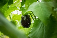 Eggplant growing near the U.S. Department of Agriculture (USDA) Farmers Market in Washington, D.C., on August 6, 2018.