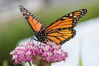 Monarch butterfly near the U.S. Department of Agriculture (USDA) Farmers Market in Washington, D.C., on August 6, 2018.