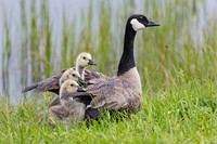 Mother Canada goose and goslings. Original public domain image from Flickr