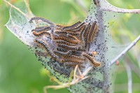 Western tent caterpillars. Original public domain image from Flickr