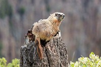 Yellow-bellied marmot along the Osprey Falls Trail. Original public domain image from Flickr