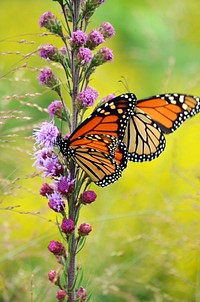 Monarchs are feeding on liatri to build up fat reserves for migration and overwintering in central Mexico. Original public domain image from Flickr