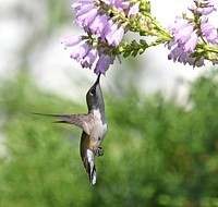 Ruby-throated hummingbird feeding from an obedient plant. Obedient plants bloom from August to October and can grow up to four feet tall. These long, tubular flowers are a great way to attract hummingbirds!. Original public domain image from Flickr