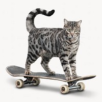 Cat skateboarding isolated on white, Bengal