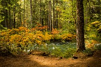 Fall color McKenzie River, Oregon